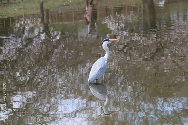 Obraz さくらと鳥