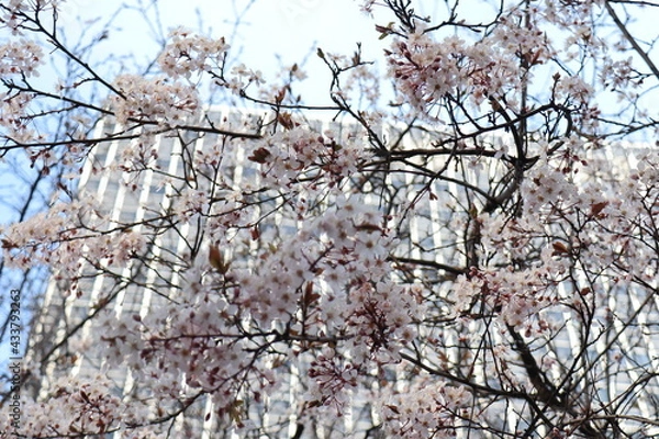 Obraz 桜