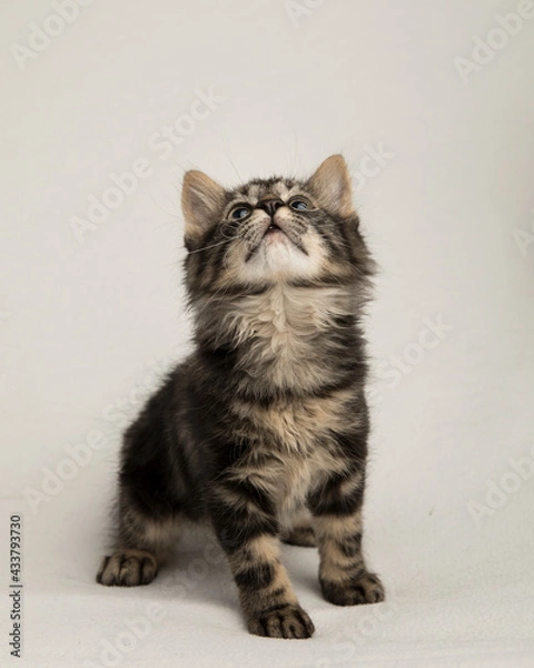 Obraz fluffy tabby kitten on white background in studio 