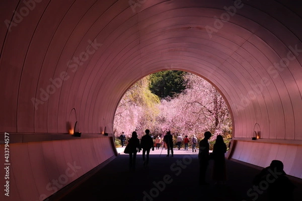 Obraz 桜トンネル