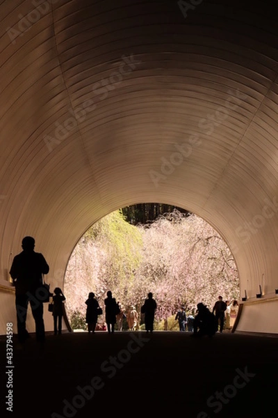 Obraz 桜トンネル