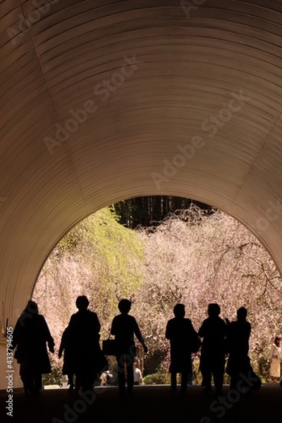 Obraz 桜トンネル