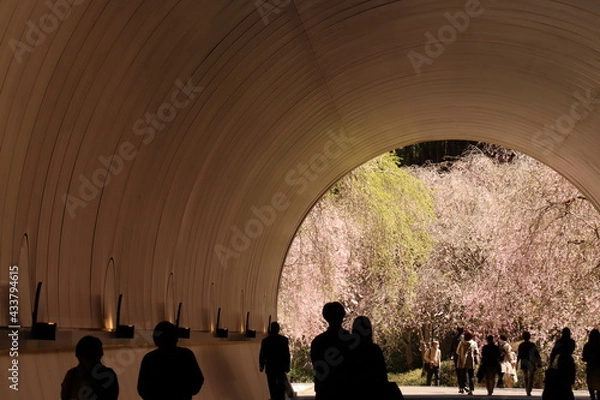 Obraz 桜トンネル