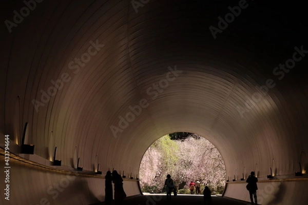 Obraz 桜トンネル