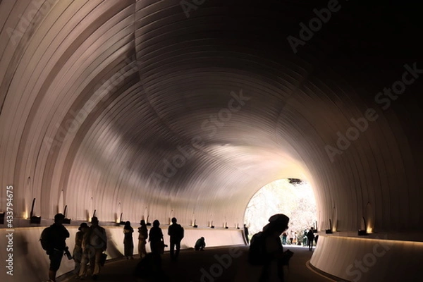 Obraz 桜トンネル