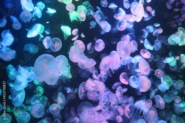 Fototapeta 山形県鶴岡市の加茂水族館のクラネタリウム