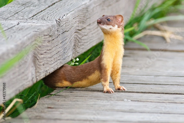 Fototapeta Flexible Weasel