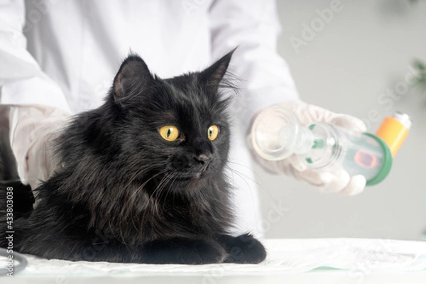 Fototapeta Treating a cat for asthma with an inhaler.