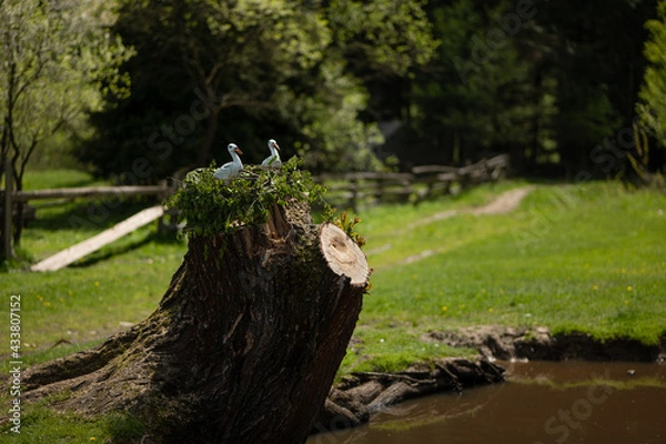 Fototapeta roots in the forest