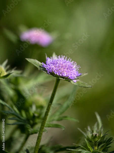 Fototapeta Close up of the flowers of Scabiosa 'Butterfly Blue' in the spring in the UK against green background