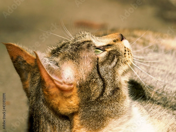 Obraz Cat portrait, desktop wallpaper.