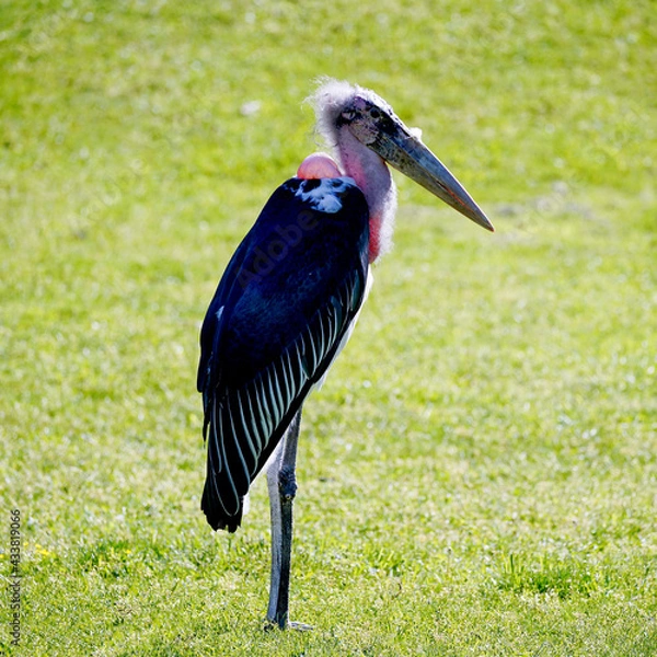 Obraz Marabou Stork