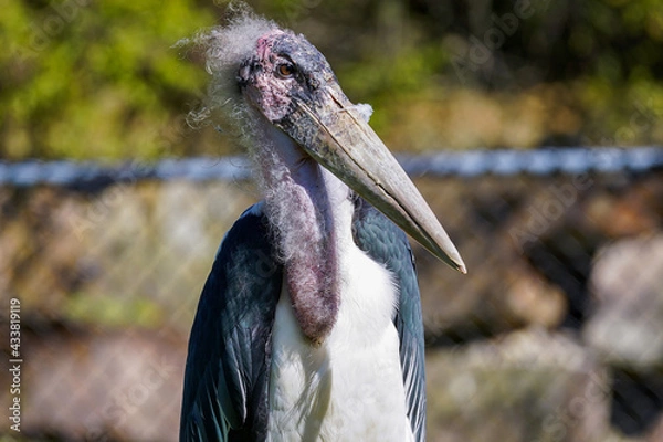 Obraz Marabou Stork