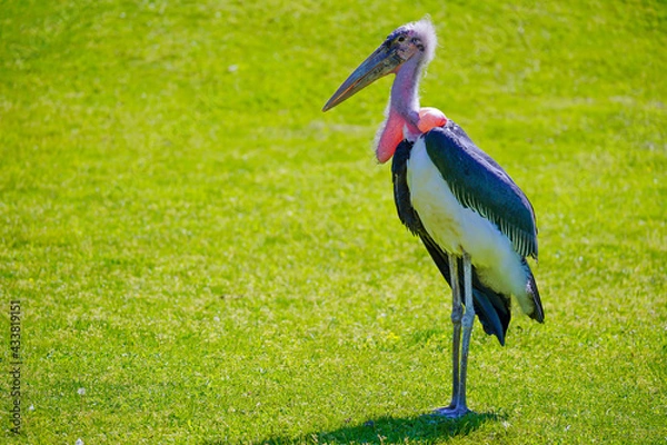 Obraz Marabou Stork
