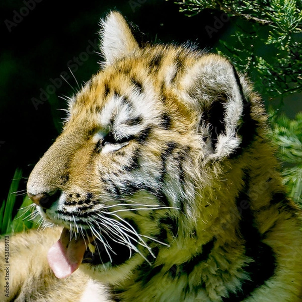 Obraz Tiger Cub
