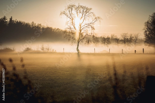 Obraz Sunset in the fog