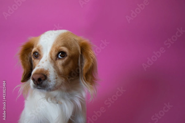 Obraz Dog portrait of kokoni breed at studio with pink background