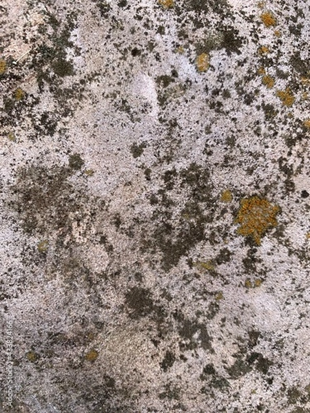 Fototapeta lichen on stone