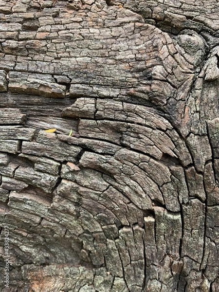 Obraz old wood texture
