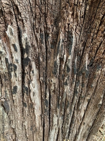 Obraz bark of a tree