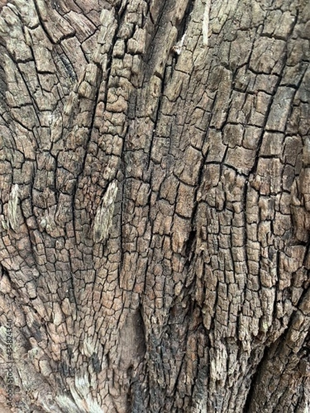 Obraz bark of tree