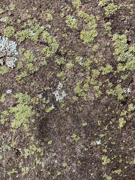 Obraz moss on stone