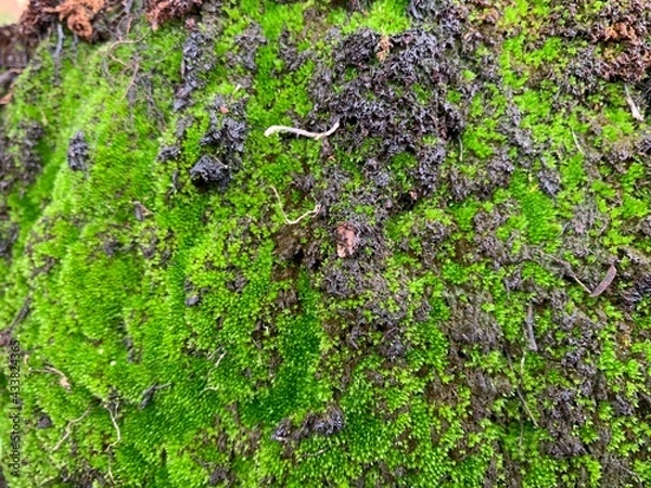 Obraz Green moss on the stone