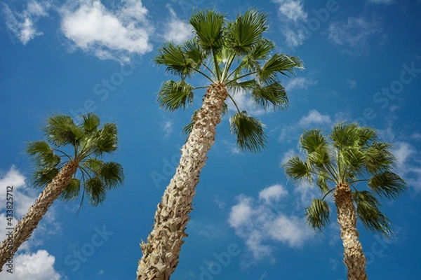 Obraz Three Sabal palm trees on a blue sky background
