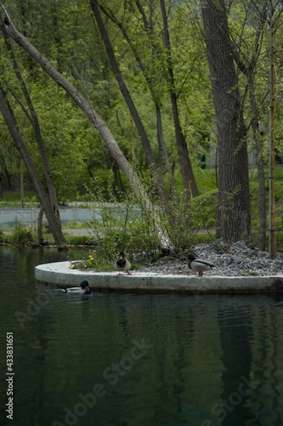 Fototapeta beautiful spring park and a couple of duck on the lake
