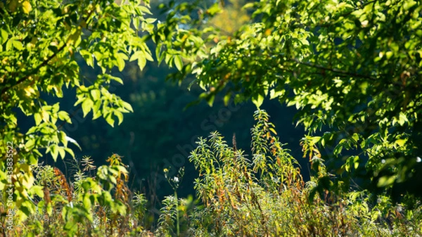 Fototapeta silhouettes of green plants and foliage of trees in sunlight on a dark background.