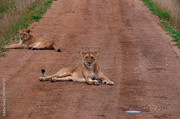 Obraz lioness resting one the road 