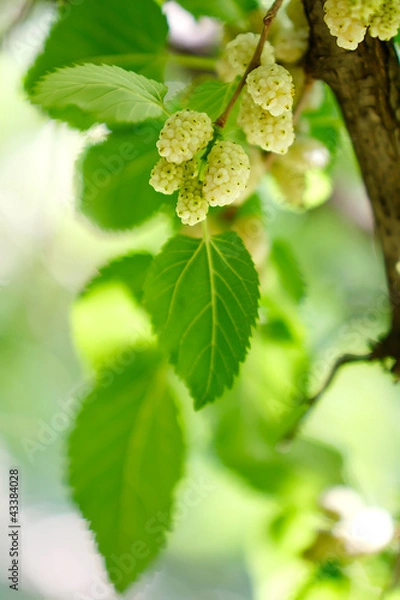 Obraz Ripe mulberry on the branches