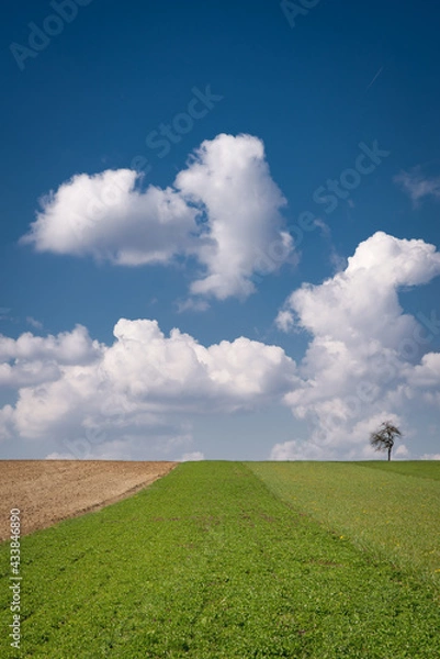 Obraz samotne drzewo w chmurach