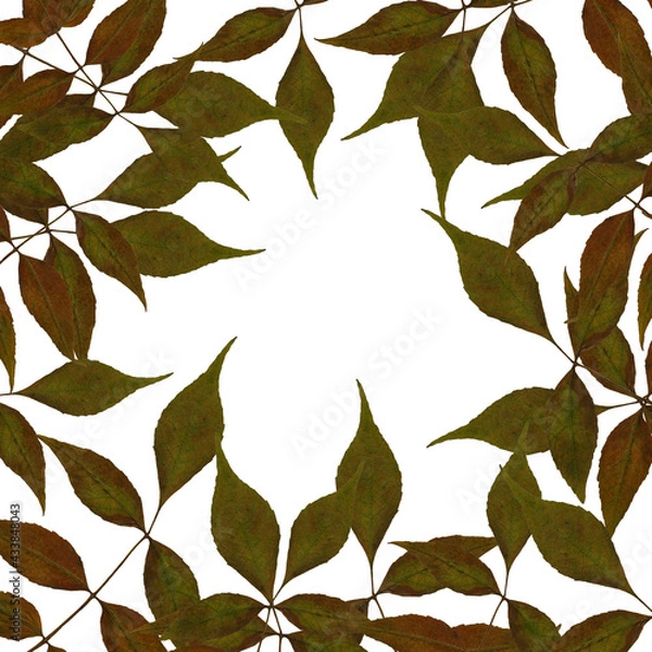 Fototapeta Border with autumn branches and leaves