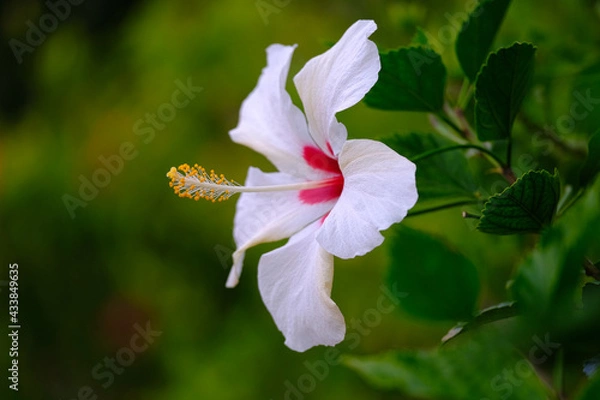 Obraz 南国の白いハイビスカス