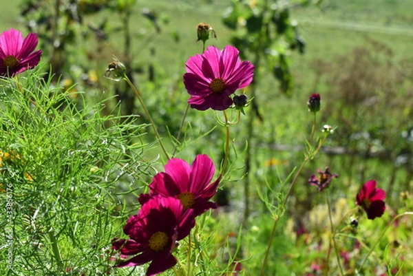 Fototapeta Close up of purple flower