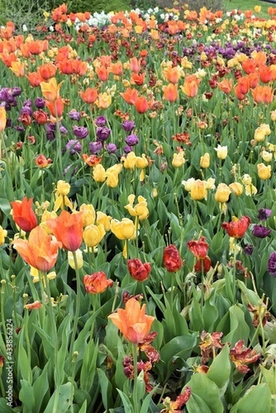 Fototapeta Field of flowers in bloom in spring