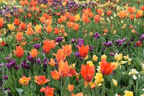 Fototapeta Field of flowers in bloom in spring