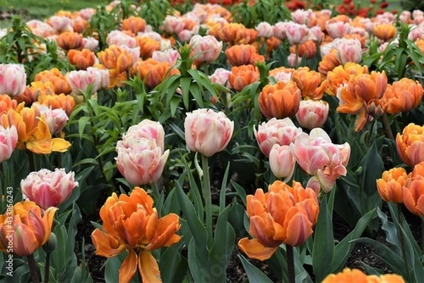 Fototapeta Field of pink and orange tulips in spring