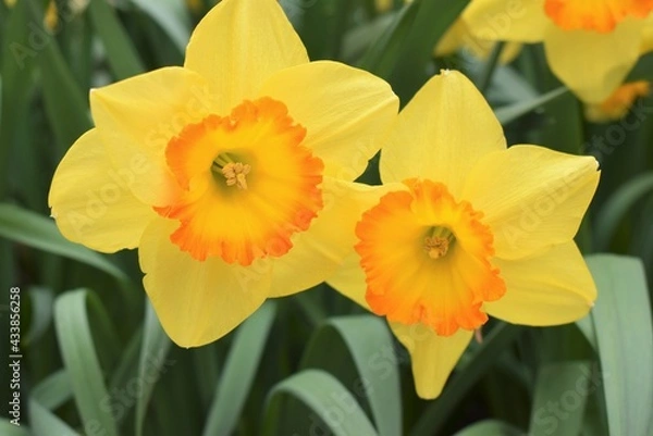 Obraz Twin daffodils