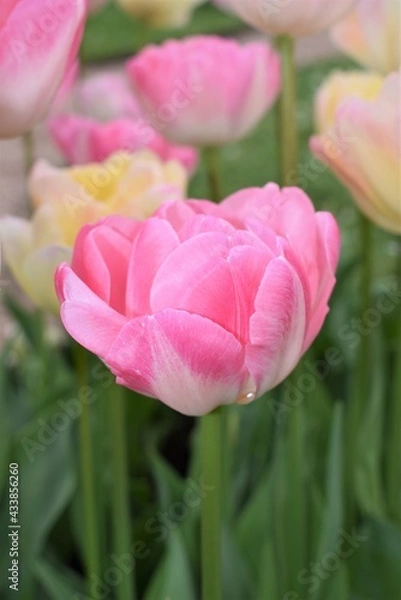 Fototapeta Pink tulip in bloom in spring