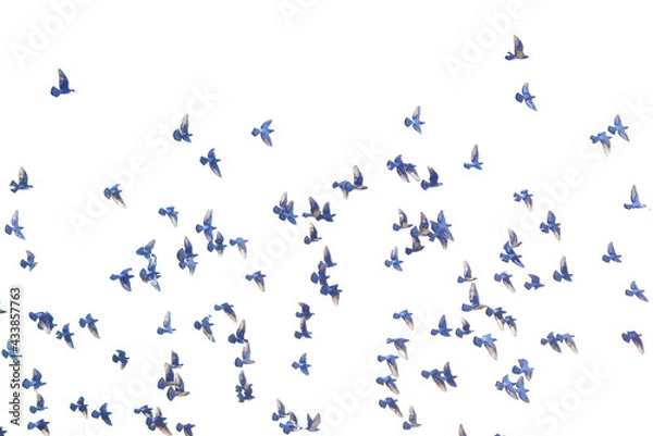 Fototapeta 飛翔する鳩の群れ
