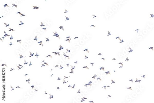 Obraz 飛翔する鳩の群れ