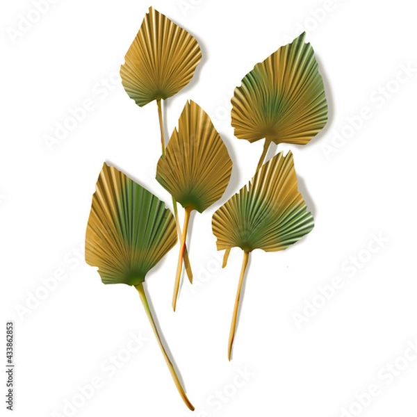 Fototapeta Dried palm leaves isolated. Licuala orbicularis. Fan palm leaves dried. Autumn and summer concept. Brown palm leaf on white background.