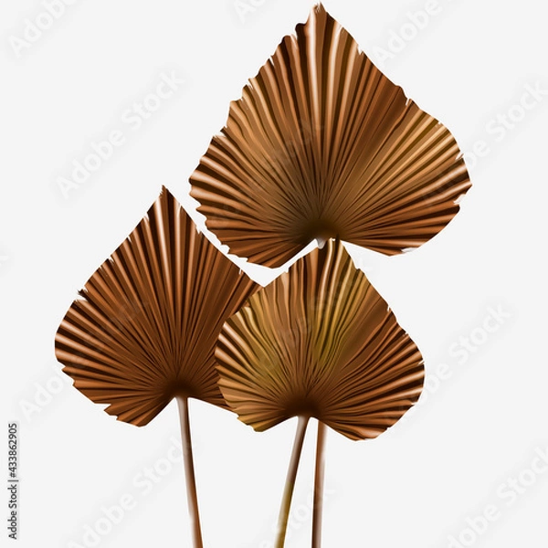 Fototapeta Dried palm leaves isolated. Licuala orbicularis. Fan palm leaves dried. Autumn and summer concept. Brown palm leaf on white background.