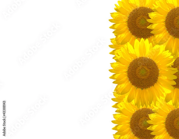 Obraz beautiful sunflower on the background