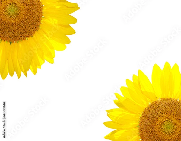 Obraz bright beautiful sunflower