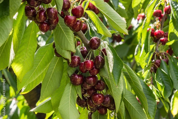 Fototapeta closeup of ripe dark red stella cherries hanging on cherry tree branch with green leaves and blurred background