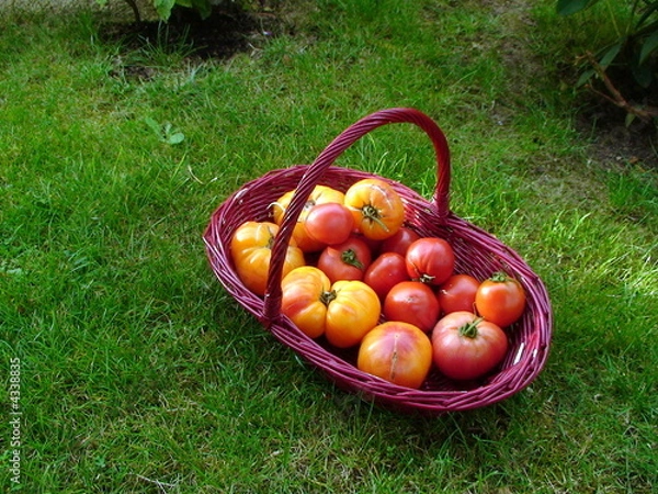 Obraz Panier de tomates du jardin
