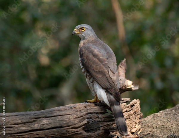 Obraz Crested Goshawk in natural 